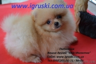 Щенки померанского шпица! - <ro>Изображение</ro><ru>Изображение</ru> #2, <ru>Объявление</ru> #754332