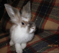 карликовые вислоухие,голландские и львиноголовые кролики - <ro>Изображение</ro><ru>Изображение</ru> #8, <ru>Объявление</ru> #100458