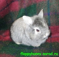 карликовые вислоухие,голландские и львиноголовые кролики - <ro>Изображение</ro><ru>Изображение</ru> #2, <ru>Объявление</ru> #100458