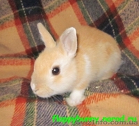 карликовые вислоухие,голландские и львиноголовые кролики - <ro>Изображение</ro><ru>Изображение</ru> #5, <ru>Объявление</ru> #100458