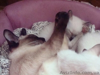 ♥♥♥ продам сиамских котят ♥♥♥ - <ro>Изображение</ro><ru>Изображение</ru> #2, <ru>Объявление</ru> #793383