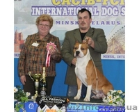 Девочки щенки Амстафф. Терьера.(Киев). - <ro>Изображение</ro><ru>Изображение</ru> #1, <ru>Объявление</ru> #800669