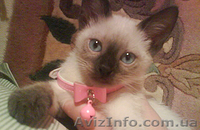 ♥♥♥ продам сиамских котят ♥♥♥ - <ro>Изображение</ro><ru>Изображение</ru> #1, <ru>Объявление</ru> #793383