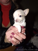  щеночки чихуахуа - <ro>Изображение</ro><ru>Изображение</ru> #1, <ru>Объявление</ru> #787023