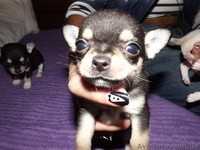  щеночки чихуахуа - <ro>Изображение</ro><ru>Изображение</ru> #2, <ru>Объявление</ru> #787023