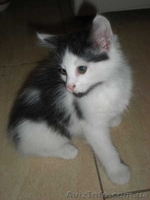 Двое из ларца  красивых пушистых котенка дарим в хорошие заботливые руки - <ro>Изображение</ro><ru>Изображение</ru> #3, <ru>Объявление</ru> #794510