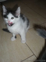 Двое из ларца  красивых пушистых котенка дарим в хорошие заботливые руки - <ro>Изображение</ro><ru>Изображение</ru> #4, <ru>Объявление</ru> #794510