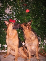 Кабель немецкой овчарки и новинка МОПС - <ro>Изображение</ro><ru>Изображение</ru> #5, <ru>Объявление</ru> #800078