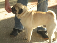 Кабель немецкой овчарки и новинка МОПС - <ro>Изображение</ro><ru>Изображение</ru> #1, <ru>Объявление</ru> #800078