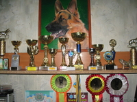 Кабель немецкой овчарки и новинка МОПС - <ro>Изображение</ro><ru>Изображение</ru> #6, <ru>Объявление</ru> #800078