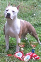 Девочки щенки Амстафф. Терьера.(Киев). - <ro>Изображение</ro><ru>Изображение</ru> #2, <ru>Объявление</ru> #800669