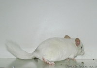 Шиншиллы самых красивых окрасов из домашнего питомника. - <ro>Изображение</ro><ru>Изображение</ru> #1, <ru>Объявление</ru> #792062