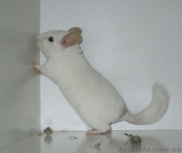 Шиншиллы самых красивых окрасов из домашнего питомника. - <ro>Изображение</ro><ru>Изображение</ru> #2, <ru>Объявление</ru> #792062