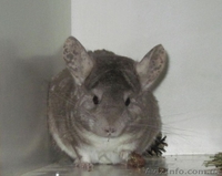 Шиншиллы самых красивых окрасов из домашнего питомника. - <ro>Изображение</ro><ru>Изображение</ru> #3, <ru>Объявление</ru> #792062