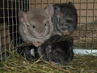 Шиншиллы домашнего разведения - <ro>Изображение</ro><ru>Изображение</ru> #6, <ru>Объявление</ru> #531672