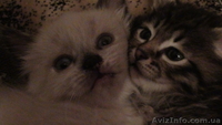 ОТДАМ КОТЕНКА В ДОБРЫЕ РУКИ! - <ro>Изображение</ro><ru>Изображение</ru> #3, <ru>Объявление</ru> #809288