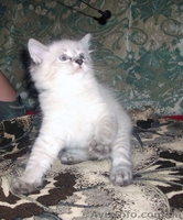 ОТДАМ КОТЕНКА В ДОБРЫЕ РУКИ! - <ro>Изображение</ro><ru>Изображение</ru> #1, <ru>Объявление</ru> #809288