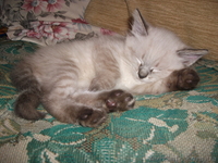 ОТДАМ КОТЕНКА В ДОБРЫЕ РУКИ! - <ro>Изображение</ro><ru>Изображение</ru> #2, <ru>Объявление</ru> #809288