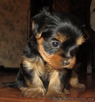 продам щенков йоркширского терьера самый лучший подарок на новый год! - <ro>Изображение</ro><ru>Изображение</ru> #2, <ru>Объявление</ru> #815033