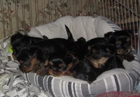 продам щенков йоркширского терьера самый лучший подарок на новый год! - <ro>Изображение</ro><ru>Изображение</ru> #1, <ru>Объявление</ru> #815033