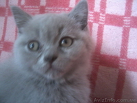 Скотишстрайтов и шотландцев - <ro>Изображение</ro><ru>Изображение</ru> #2, <ru>Объявление</ru> #801264