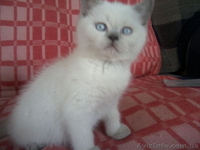 Скотишстрайтов и шотландцев - <ro>Изображение</ro><ru>Изображение</ru> #1, <ru>Объявление</ru> #801264