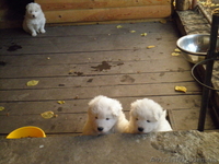 ПРОДАЮТСЯ ЩЕНКИ САМОЕДА - <ro>Изображение</ro><ru>Изображение</ru> #2, <ru>Объявление</ru> #810267