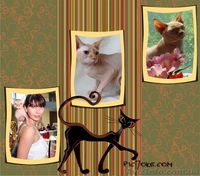 евро чемпион канадский сфинкс приглашает на вязку  - <ro>Изображение</ro><ru>Изображение</ru> #1, <ru>Объявление</ru> #829943