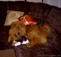 ВЯЗКА ЧАУ-ЧАУ кобель - <ro>Изображение</ro><ru>Изображение</ru> #1, <ru>Объявление</ru> #821490