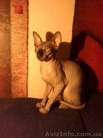 котята мальчики канадского сфинкса - <ro>Изображение</ro><ru>Изображение</ru> #1, <ru>Объявление</ru> #826540