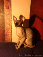 котята мальчики канадского сфинкса - <ro>Изображение</ro><ru>Изображение</ru> #3, <ru>Объявление</ru> #826540