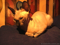 котята мальчики канадского сфинкса - <ro>Изображение</ro><ru>Изображение</ru> #2, <ru>Объявление</ru> #826540