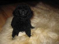 карликовые пуделя - <ro>Изображение</ro><ru>Изображение</ru> #1, <ru>Объявление</ru> #829612