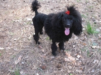 карликовые пуделя - <ro>Изображение</ro><ru>Изображение</ru> #2, <ru>Объявление</ru> #829612