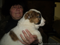 Продам щенков среднеазиатской овчарки (алабай) - <ro>Изображение</ro><ru>Изображение</ru> #4, <ru>Объявление</ru> #817891