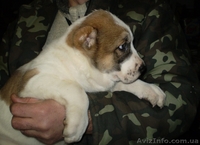 Продам щенков среднеазиатской овчарки (алабай) - <ro>Изображение</ro><ru>Изображение</ru> #5, <ru>Объявление</ru> #817891