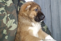 Продам щенков среднеазиатской овчарки (алабай) - <ro>Изображение</ro><ru>Изображение</ru> #3, <ru>Объявление</ru> #817891