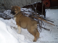 Продам щенков среднеазиатской овчарки (алабай) - <ro>Изображение</ro><ru>Изображение</ru> #6, <ru>Объявление</ru> #817891