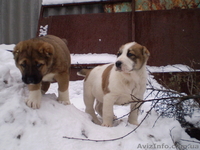 Продам щенков среднеазиатской овчарки (алабай) - <ro>Изображение</ro><ru>Изображение</ru> #9, <ru>Объявление</ru> #817891