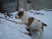 Продам щенков среднеазиатской овчарки (алабай) - <ro>Изображение</ro><ru>Изображение</ru> #10, <ru>Объявление</ru> #817891