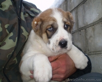 Продам щенков среднеазиатской овчарки (алабай) - <ro>Изображение</ro><ru>Изображение</ru> #2, <ru>Объявление</ru> #817891