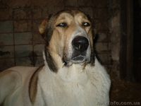 Продам щенков среднеазиатской овчарки (алабай) - <ro>Изображение</ro><ru>Изображение</ru> #1, <ru>Объявление</ru> #817891