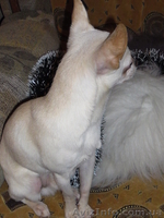 Бело-кремовый  кобель  чихуахуа для вязки. - <ro>Изображение</ro><ru>Изображение</ru> #3, <ru>Объявление</ru> #803492