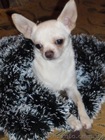 Бело-кремовый  кобель  чихуахуа для вязки. - <ro>Изображение</ro><ru>Изображение</ru> #2, <ru>Объявление</ru> #803492