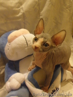 продам котёнка канадского сфинкса - <ro>Изображение</ro><ru>Изображение</ru> #3, <ru>Объявление</ru> #829938
