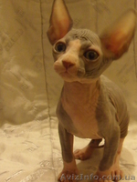 продам котёнка канадского сфинкса - <ro>Изображение</ro><ru>Изображение</ru> #2, <ru>Объявление</ru> #829938