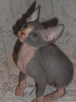 продам котёнка канадского сфинкса - <ro>Изображение</ro><ru>Изображение</ru> #4, <ru>Объявление</ru> #829938