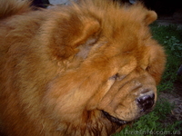 ВЯЗКА ЧАУ-ЧАУ кобель - <ro>Изображение</ro><ru>Изображение</ru> #2, <ru>Объявление</ru> #821490