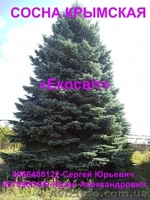 Саженцы сосны крымской - <ro>Изображение</ro><ru>Изображение</ru> #3, <ru>Объявление</ru> #837704