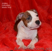 Девочки щенки Амстафф. Терьера.(Киев). - <ro>Изображение</ro><ru>Изображение</ru> #4, <ru>Объявление</ru> #800669